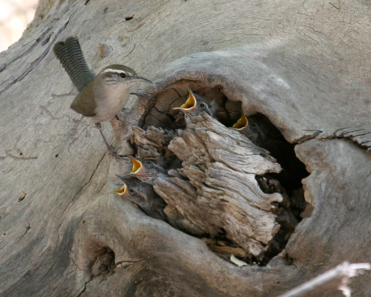 Bewick's Wren feeding chicks